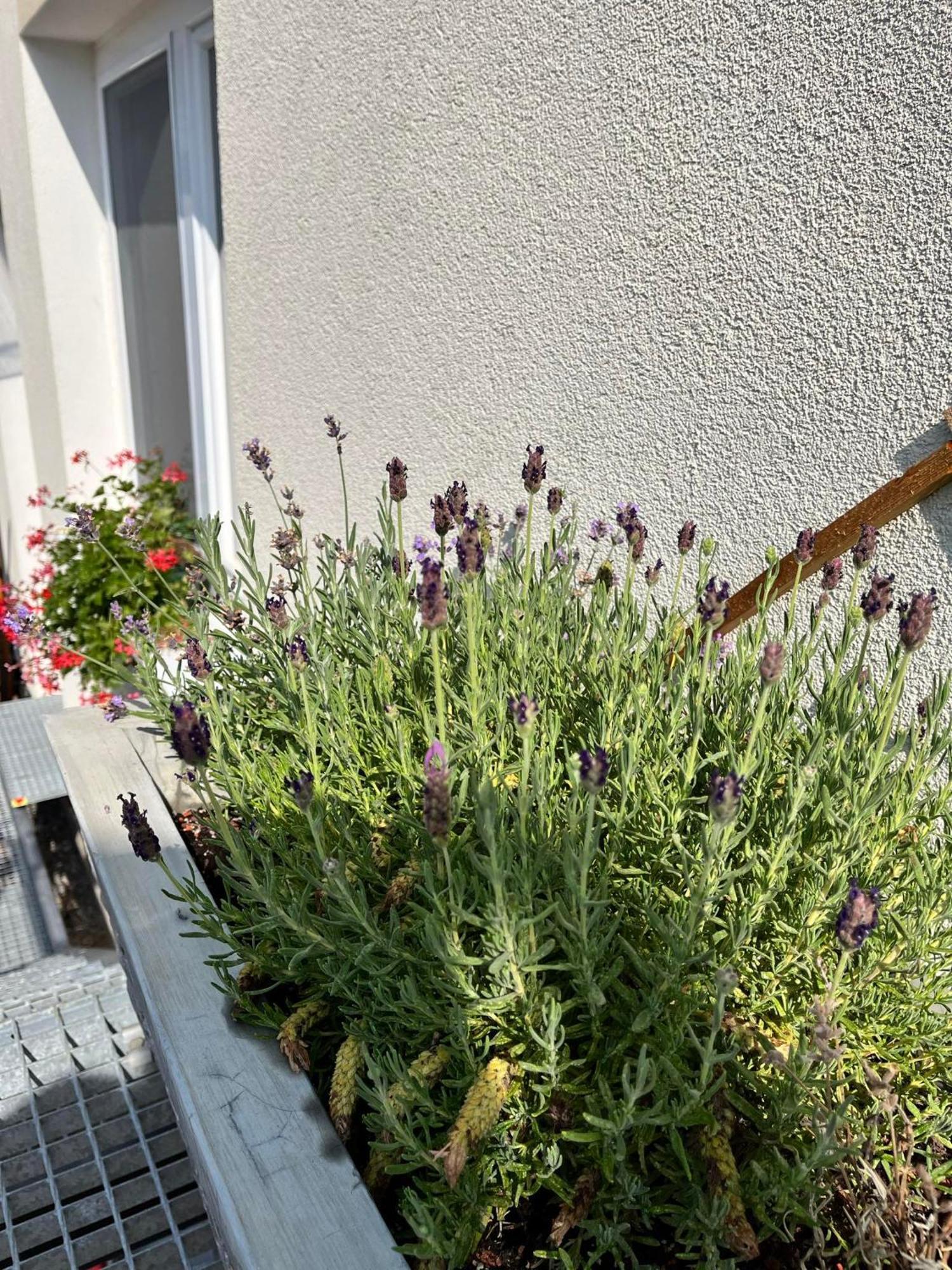 P&P Apartmany Бойнице Экстерьер фото